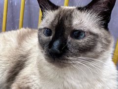 -藏猫猫咖啡主题馆(中央大道店)