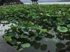 -西湖外事游船(湖滨二公园外事游船码头)