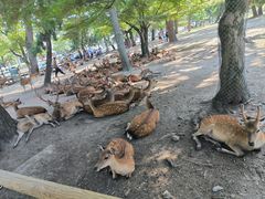 -奈良公园