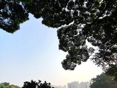 -荔湾湖公园