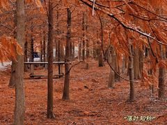 -上海海湾国家森林公园