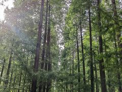 -黄海国家森林公园