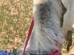 -苏泊罕大草原旅游景区