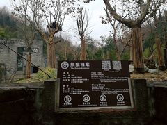 -都江堰中华大熊猫苑