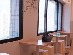 -有喵·猫咖·狗咖·30几只猫10只小狗(岗厦店)