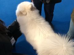 -东浩兰生上海世博展览馆