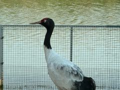 -盐城丹顶鹤湿地生态旅游区