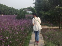 iphone_upload_pic-曲江薰衣草庄园
