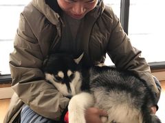 -Husky Go! 哈士奇体验馆·宠物咖啡厅狗咖