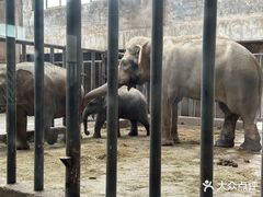 -石家庄市动物园