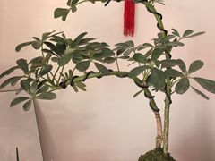 -双季花艺园艺市场(浦东店)