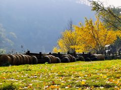 -千年银杏谷文化旅游区