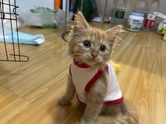 -喵zoo家庭繁育猫舍(尖东智能花园店)