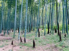 -同里国家湿地公园