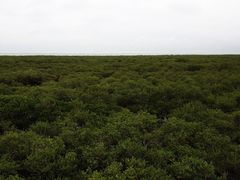 -北海金海湾红树林生态旅游区