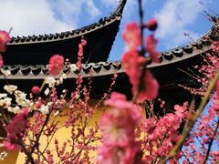 -红梅公园