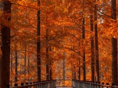 -黄海国家森林公园