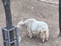 -石家庄市动物园