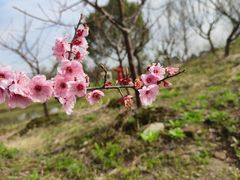 -花开海上生态园