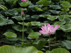 -大兴滨河森林公园