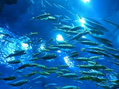 -芜湖新华联大白鲸海洋公园