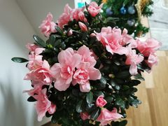 -双季花艺园艺市场(浦东店)