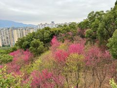 -金鸡山公园