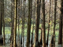 -桤木河湿地公园