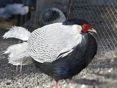 -青藏高原野生动物园