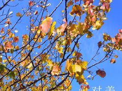 -朝阳公园
