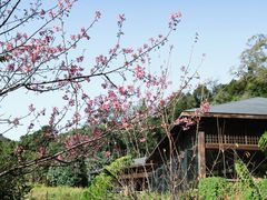 -普洱太阳河森林公园