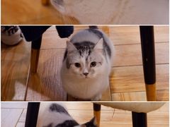 -遇见羊驼·奶狗咖·布偶猫咖·法斗柯基柴犬阿拉斯加(春熙路太古里IFS店)