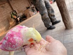 -呀路古热带植物园
