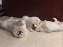 -瑞鹏宠物医院·骨科·猫科·内科(第一中心)