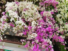 -深圳国际园林花卉博览园