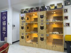 -小猫来了猫舍(福田店)