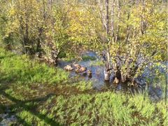 走婚桥-泸沽湖国家级风景名胜区走婚桥