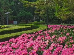 -黄村公园