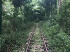 -合肥滨湖国家森林公园