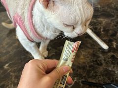 -猫小院猫主题餐厅(南锣旗舰店)