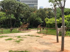 -深圳野生动物园