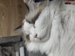 -白兔子密室(长寿路店)