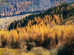 -芦芽山旅游度假区