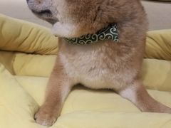 -逗柴咖啡屋·狗咖猫咖宠物桌游