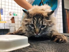 -熊小胖宠物生活馆(天华园店)