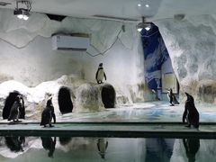 -北戴河圣蓝海洋公园