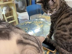 -平行世界·猫咖(首经贸店)