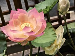 -萬春金福下午茶(故宫店)