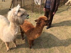 -黄龙溪欢乐田园