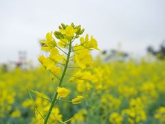 -野狸岛